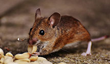 24 Hour & Emergency Exterminators in Strasburg, VA
